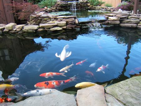 Koi pond with waterfall.